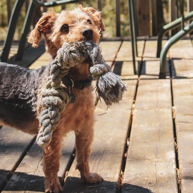 犬が一番好きな人にしか見せない行動６つ ブリーダーナビ