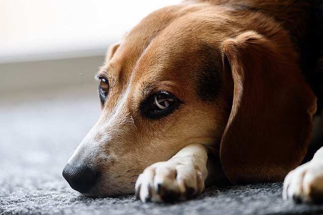 ビーグルの性格や特徴とは？初心者向け飼い方について