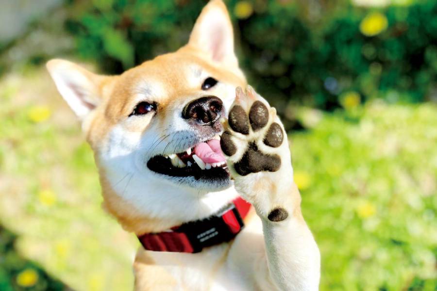 犬に好かれる人の特徴５つ