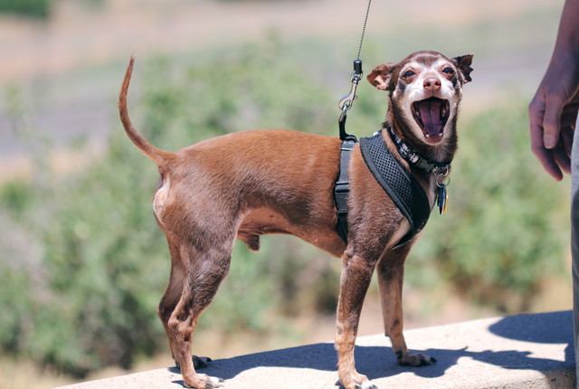 しっぽの振り方でわかる 犬の気持ち３つ ブリーダーナビ