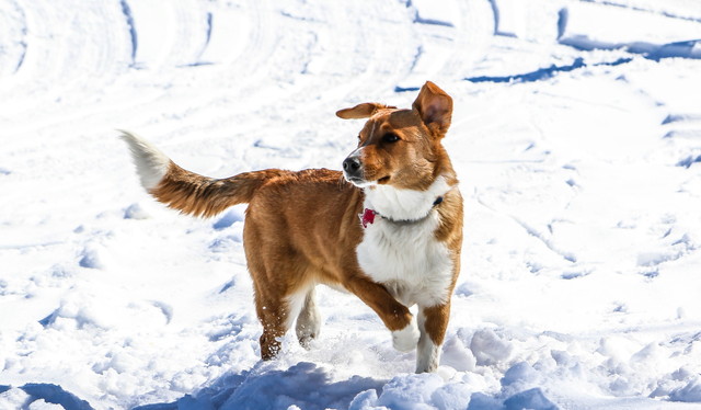 犬が自分のしっぽを追いかける3つの理由