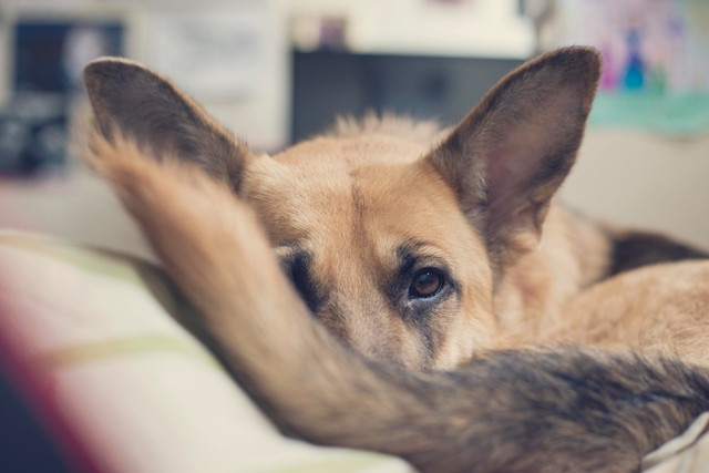 犬が自分のしっぽを追いかける3つの理由 ブリーダーナビ