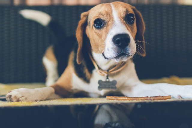 しっぽの振り方でわかる 犬の気持ち３つ ブリーダーナビ