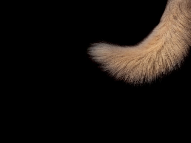 犬が自分のしっぽを追いかける3つの理由 ブリーダーナビ