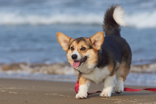 【アンケート結果発表】初心者飼い主さんが勘違いしがちな犬の行動5つ