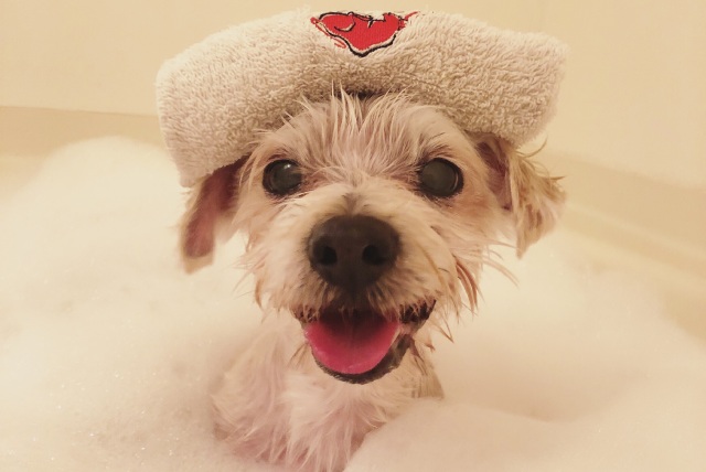 【アンケート結果発表】犬の『入浴』どうしたらいい？頻度や温度について詳しくチェック！