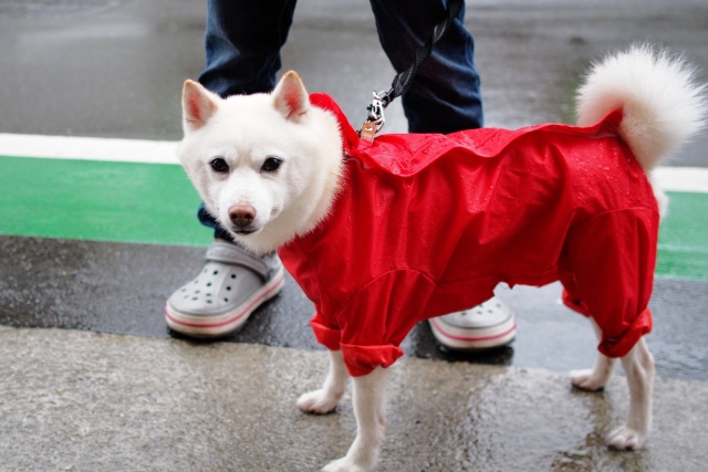 雨の日の犬の散歩に便利な道具6選