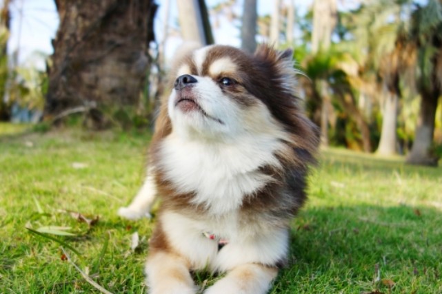 世界最小はチワワだけじゃない 小さい犬種 Top7 ブリーダーナビ 世界最小はチワワだけじゃない 小さい犬種 Top7 ブリーダーナビ