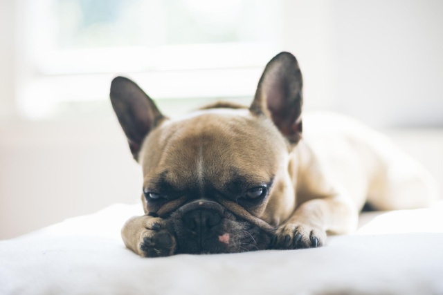 犬を飼っている家庭におすすめの虫対策5つ ブリーダーナビ