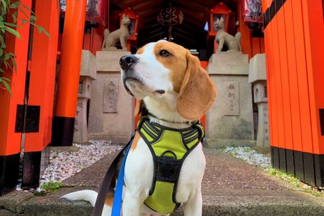 一緒にお詣り♡犬のためのお守りがある神社15選！アンケート結果発表も♪