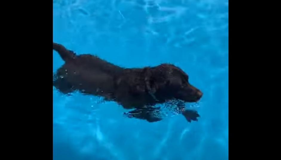 深く潜っておもちゃを回収！ダイビング犬がすごい！