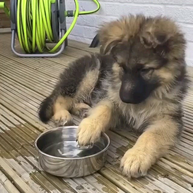 飲んでいた水が急に気になった子犬。敵認定する姿がかわいすぎ♡