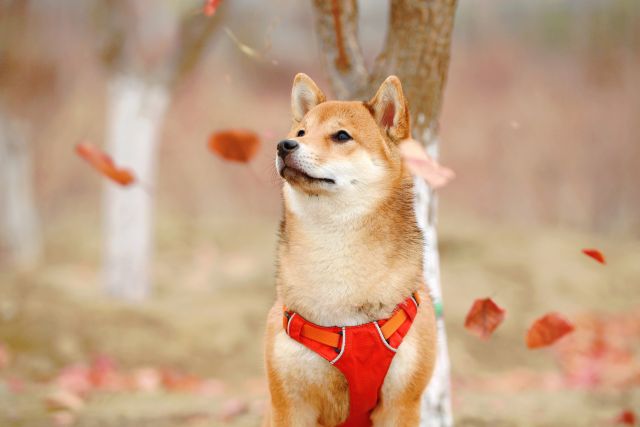 実は天然記念物だった 日本犬6種をご紹介 ブリーダーナビ