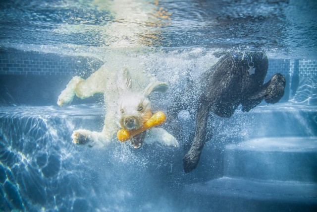 【海】愛犬の水遊び！必需品と注意点をチェックしよう【プール】