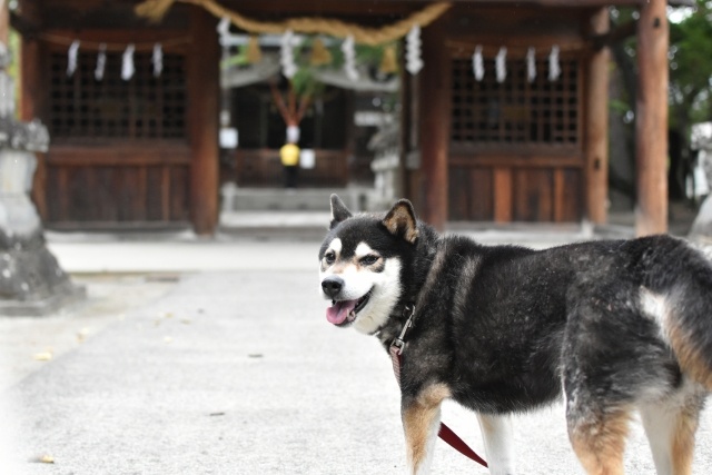 犬の散歩で気を付けたい７つの危険