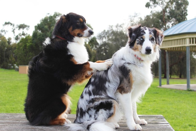 興奮している犬を落ち着かせる5つの方法