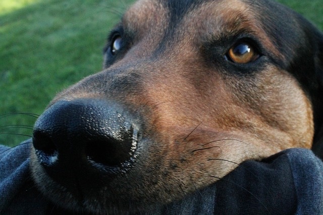 危険なものも！？犬が嫌いな7つの『におい』