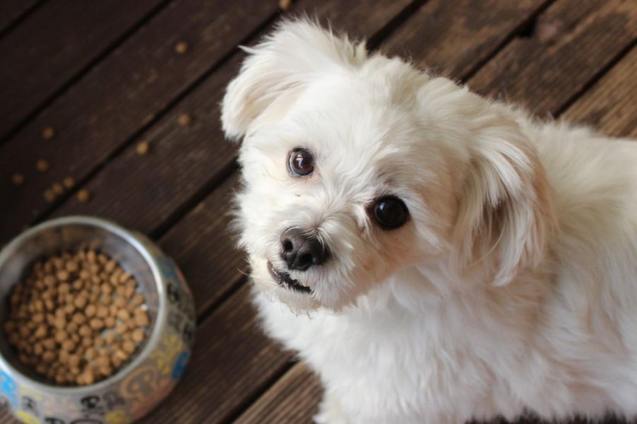 愛犬がごはんを食べないときの原因と対処方法4つ