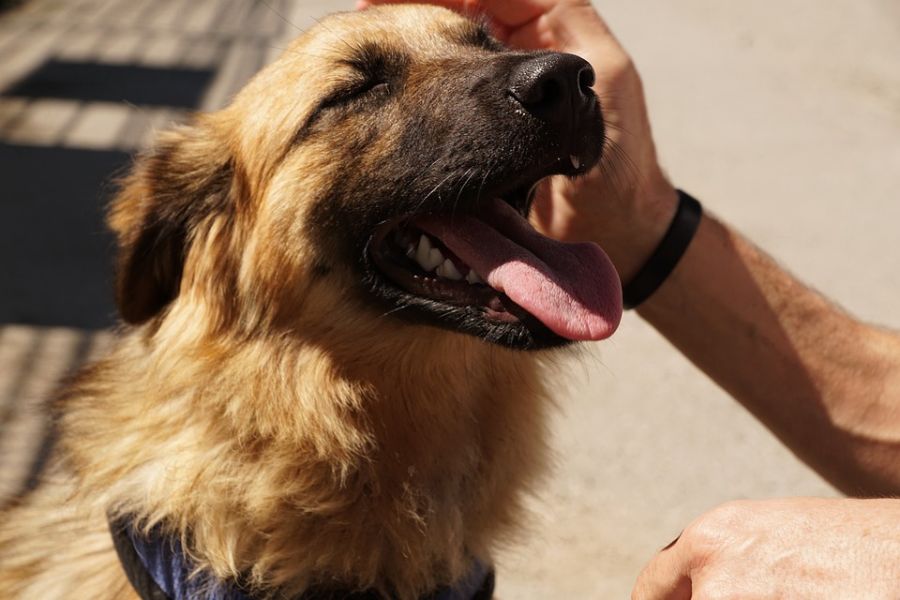 ハアハア…犬の息が荒いときに考えられる原因4つ