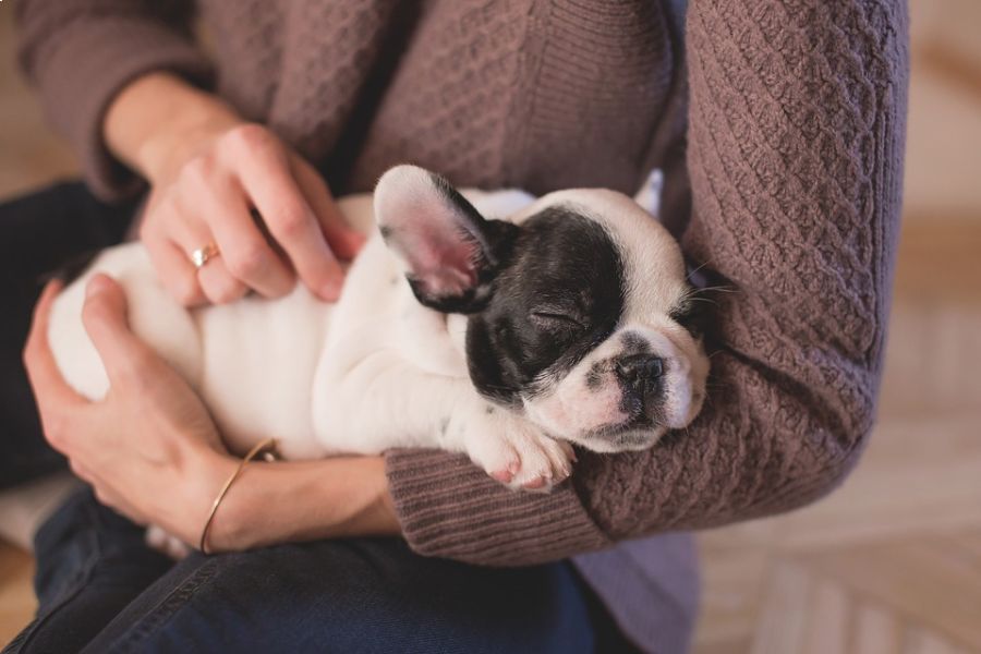 犬の喜ぶ撫で方5選！スキンシップの質を高めよう♪