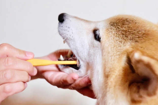 【アンケート結果発表】犬が『歯磨き好き』になる6つのステップ