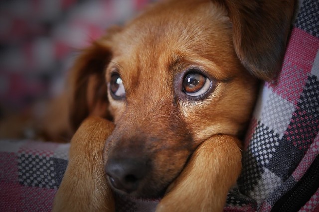 犬が何もないところに吠える…！霊感があるの？