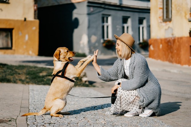 犬に好かれるための5つの秘訣