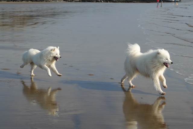 腰が抜けちゃうかも！？驚くほど高額な犬種5選