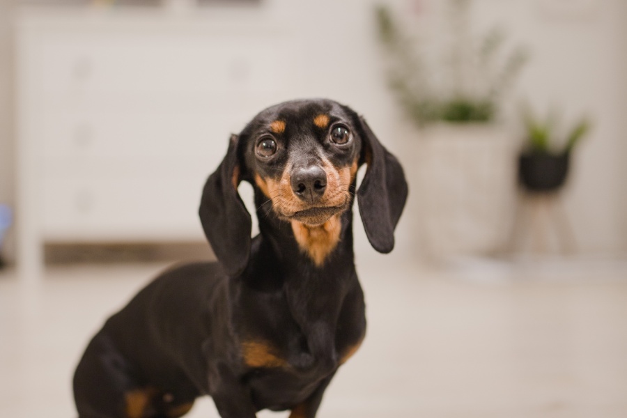 愛犬の信頼を失うかもしれないNG行動4つ