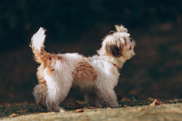 いくつ知ってる？犬の『しっぽの名前』全14種一挙ご紹介！