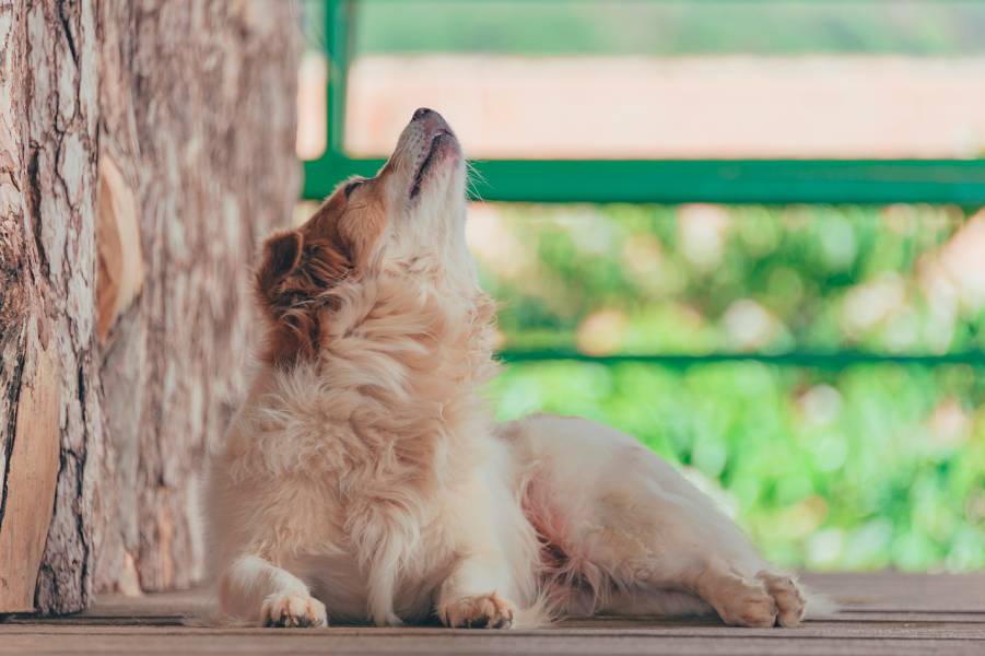 犬はなぜ 遠吠え するの 5つの理由 ブリーダーナビ