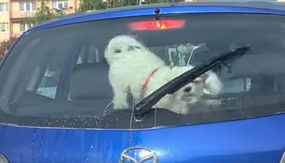 右へ！左へ！リアワイパーを夢中で追いかける犬