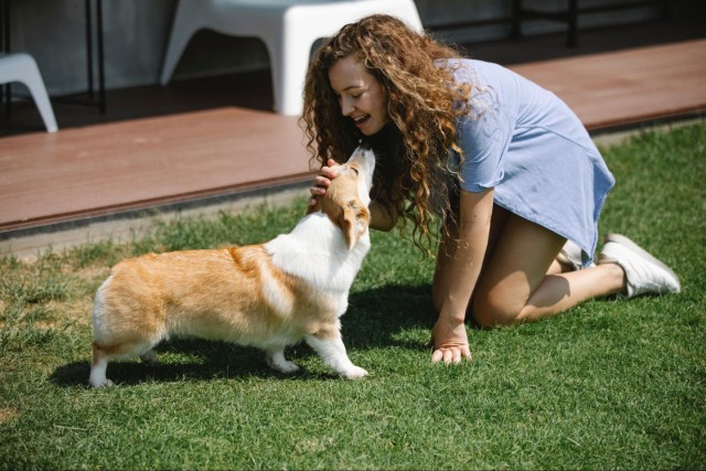 【アンケート結果発表】犬に『話しかける』ことの効果6選