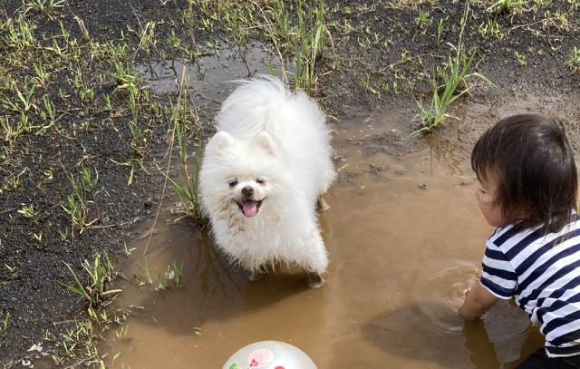 シャンプー翌日に愛犬が泥んこ遊び…！同情の「いいね」が13万以上も寄せられる事態に！