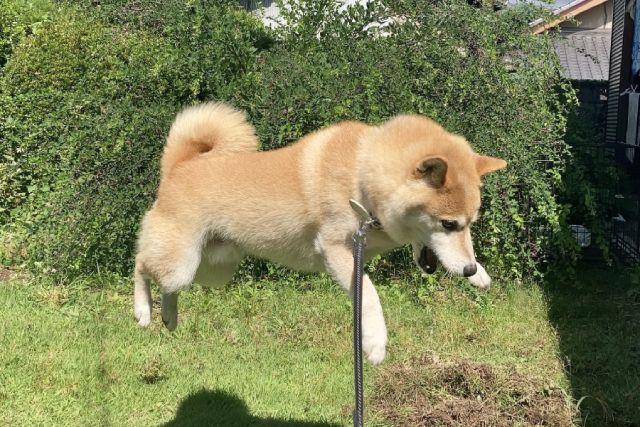 『影まで可愛い』柴犬のジャンプ♡癒されるTwitter民続出！