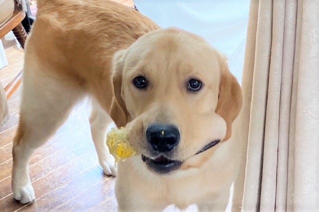 「とうもろこしはどこ行った？！」シラをきる犬の衝撃写真が話題に！