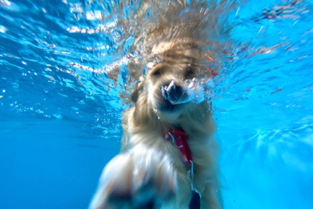 犬バーナの「ネヴァーマインド」!?水中のゴールデンが懐かしいと話題に！！