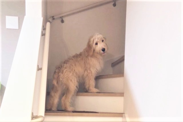 1歩上がるたびにジー…階段で「だるまさんが転んだ」する犬が激かわいい♡