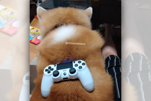 【話題】もう置き場所に困らない！ゲームコントローラーは秋田犬のせ・な・か♡