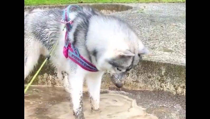 泥んこ水をほ～りほりっ♪『タヌキ顔』になってしまった犬がTwitterで話題に