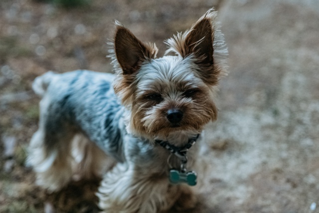 【アンケート結果発表】犬にも反抗期がある？！時期や行動と対策を解説！