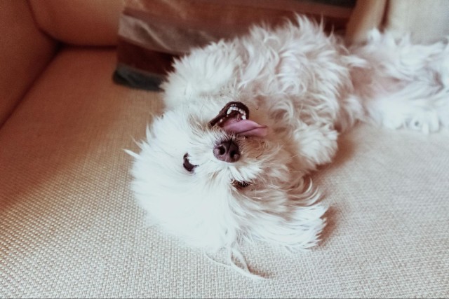 アンケート結果発表 犬が甘えているときの仕草6選 ブリーダーナビ アンケート結果発表 犬が甘えているときの仕草6選 ブリーダーナビ