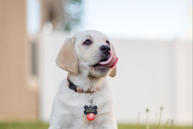 【アンケート結果発表】気を付けて！愛犬を傷つける『散歩中のNG行動』5つ