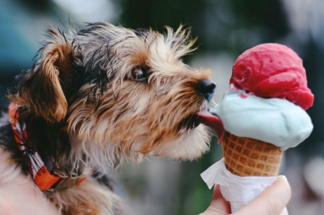 【アンケート結果発表】犬にNGな暑さ対策4つ。健康を害する可能性も…！