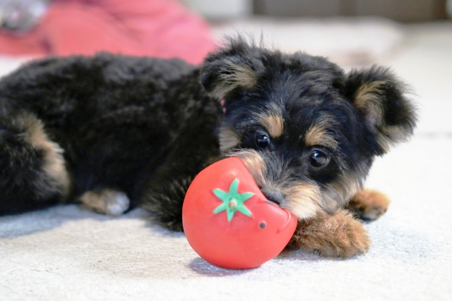 【アンケート結果発表】犬が食べられる夏野菜5選