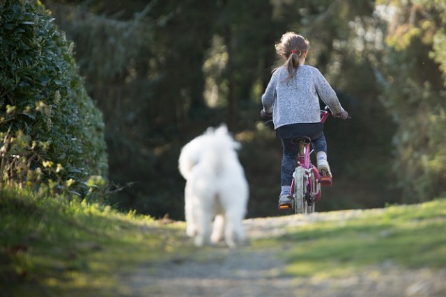 アンケート結果発表 犬が甘えているときの仕草6選 ブリーダーナビ アンケート結果発表 犬が甘えているときの仕草6選 ブリーダーナビ