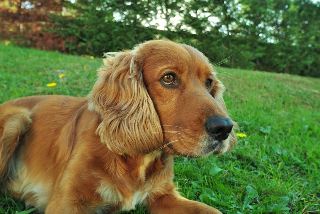 正式名称ちゃんと言える 長い名前 の犬種10選 ブリーダーナビ