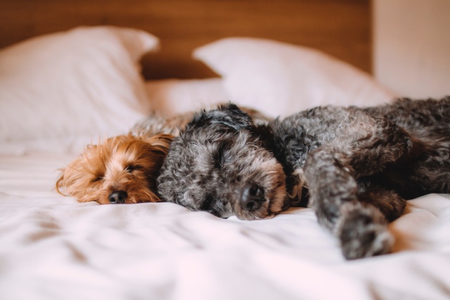 『犬と一緒に寝てはいけない』は本当？5つのNG理由と対処法