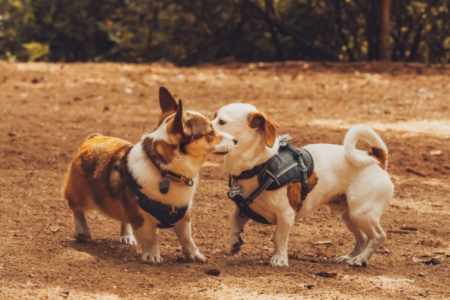 犬の飼い主なら知ってて当然！？犬界の『暗黙のルール』3つ