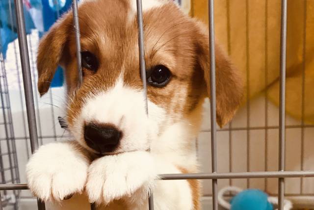 ペットショップで売れ残った犬はどうなるの？救う方法はある？